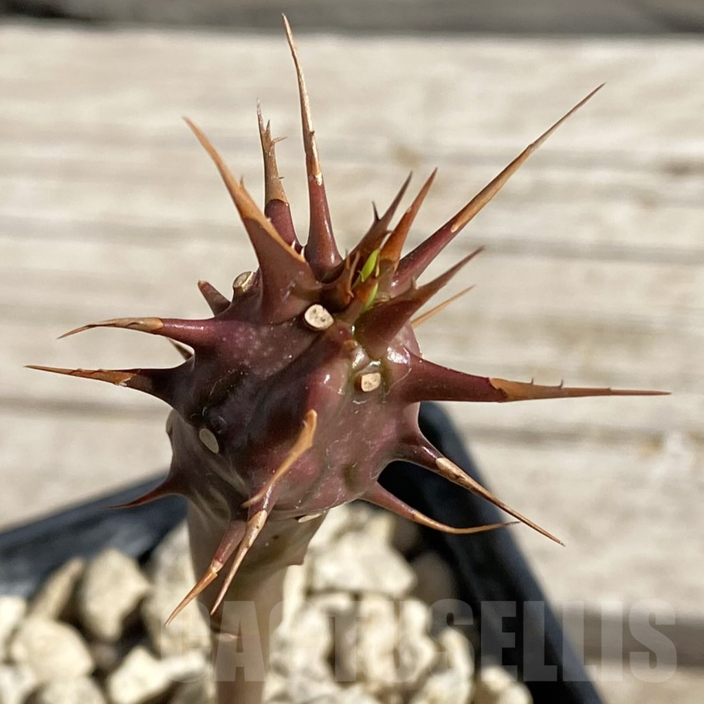 SH7551 Euphorbia vilanandensis