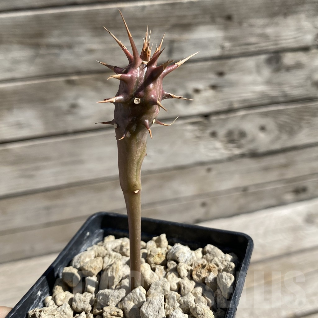 SH7551 Euphorbia vilanandensis - Image 2
