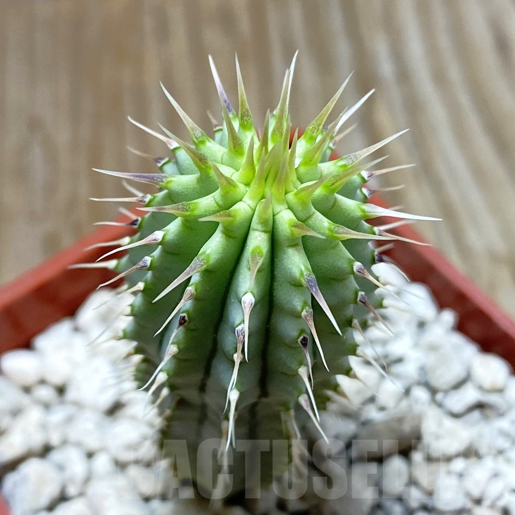SH7506 Hoodia gordonii