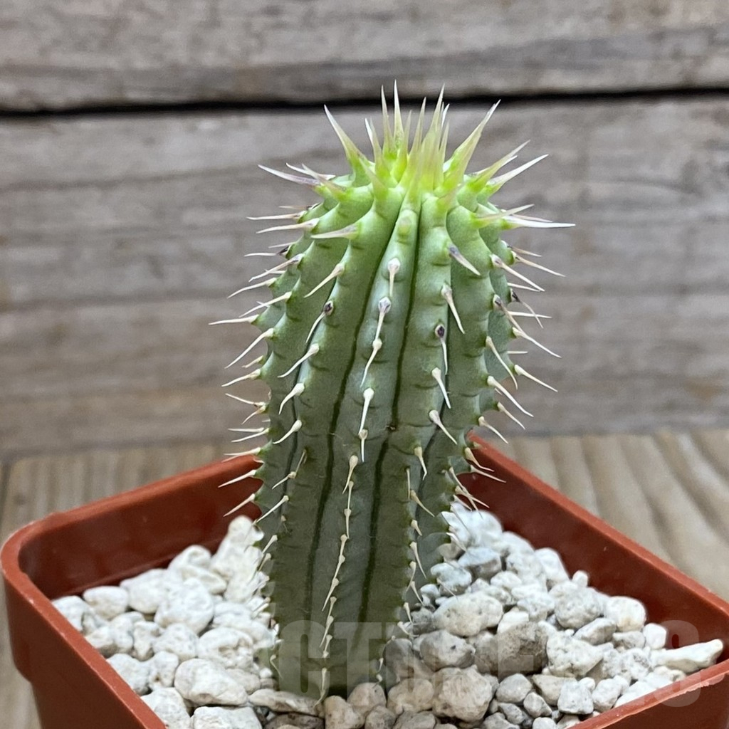 SH7506 Hoodia gordonii - Image 2