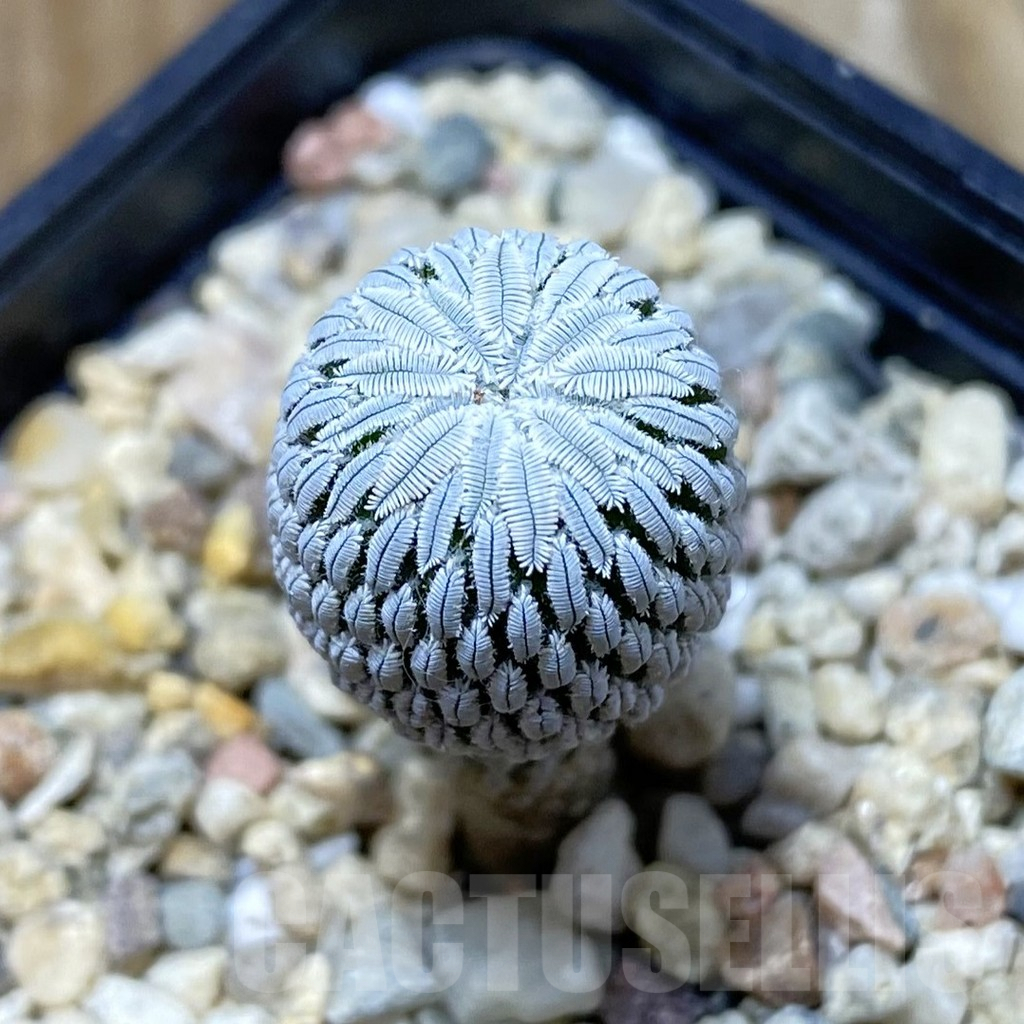SH7507 Pelecyphora aselliformis RS 550, own roots