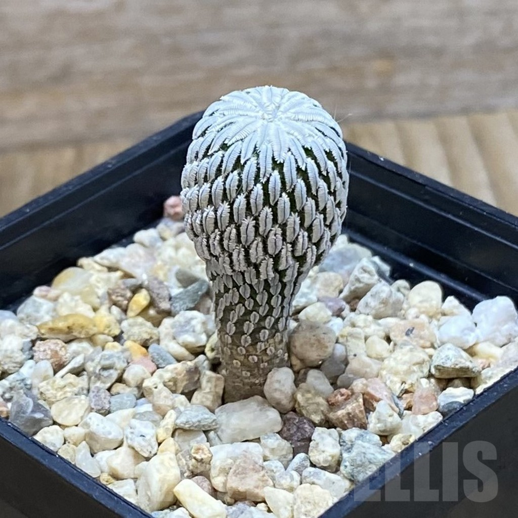 SH7507 Pelecyphora aselliformis RS 550, own roots - Image 2