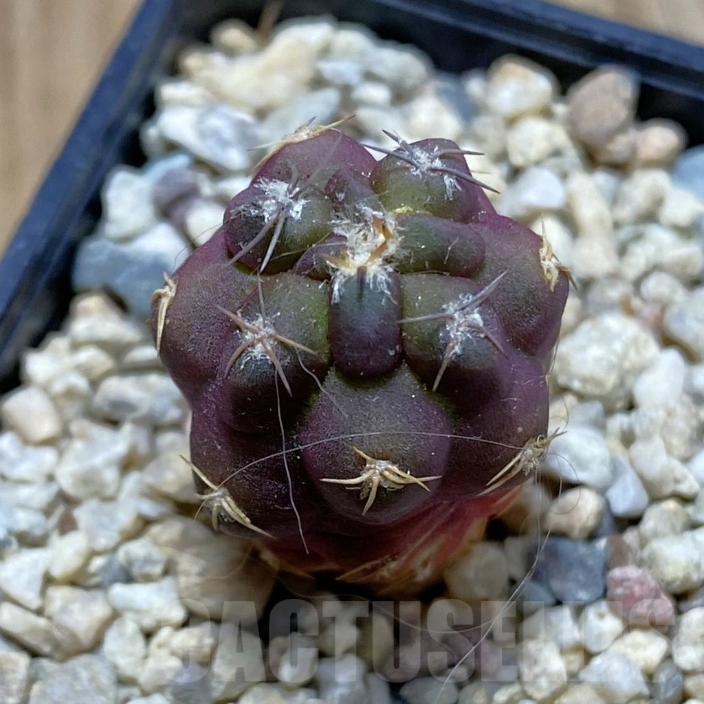 SH7515 Weingartia neumanniana ‘Dagmarii’, seedling