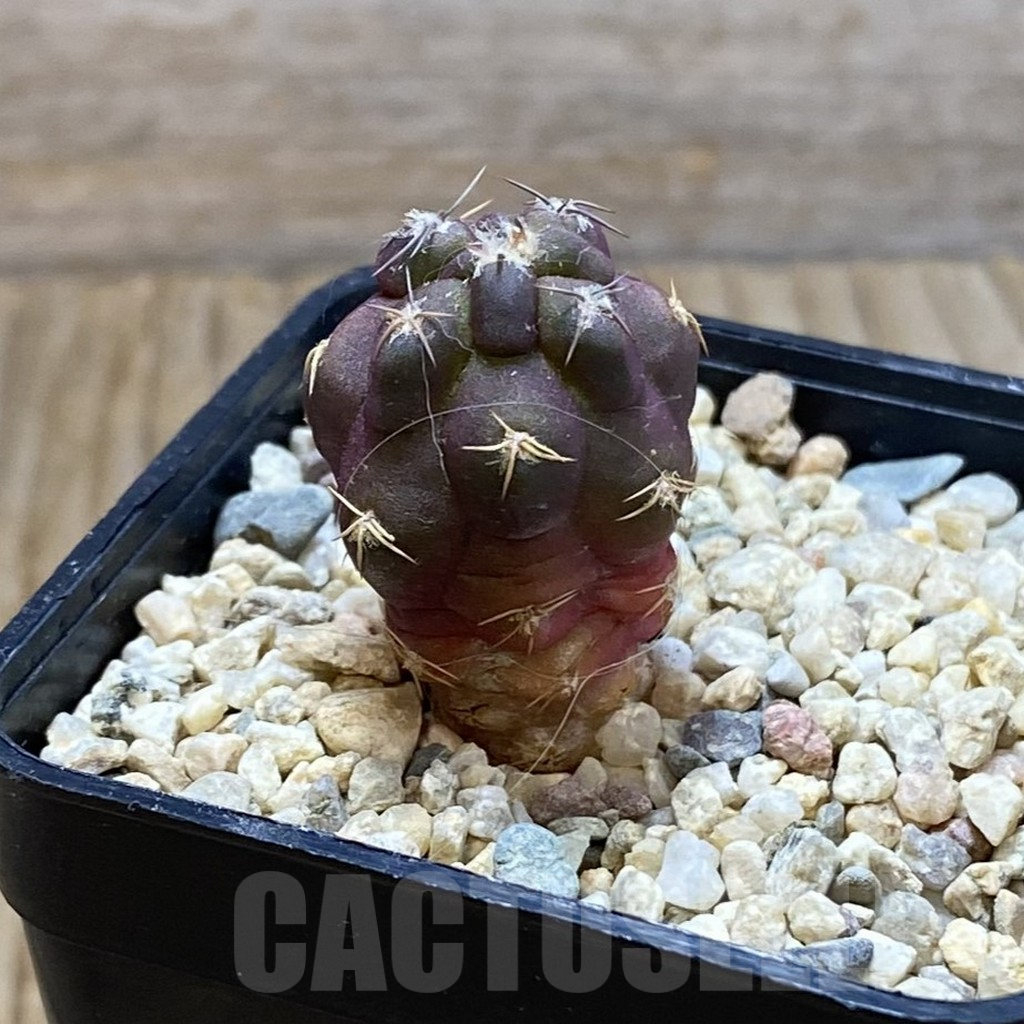 SH7515 Weingartia neumanniana ‘Dagmarii’, seedling - Image 2