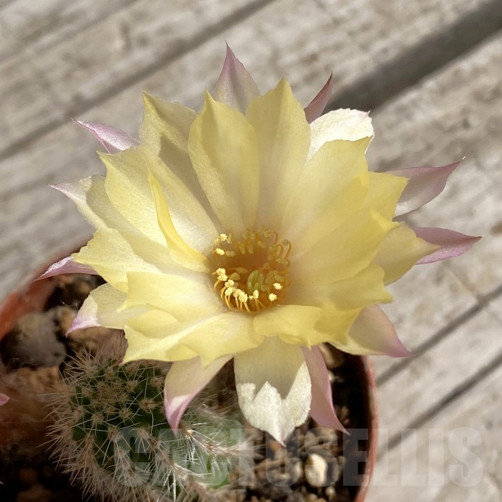 SH7517 Chamaecereus hybrid PAN 17 8 48