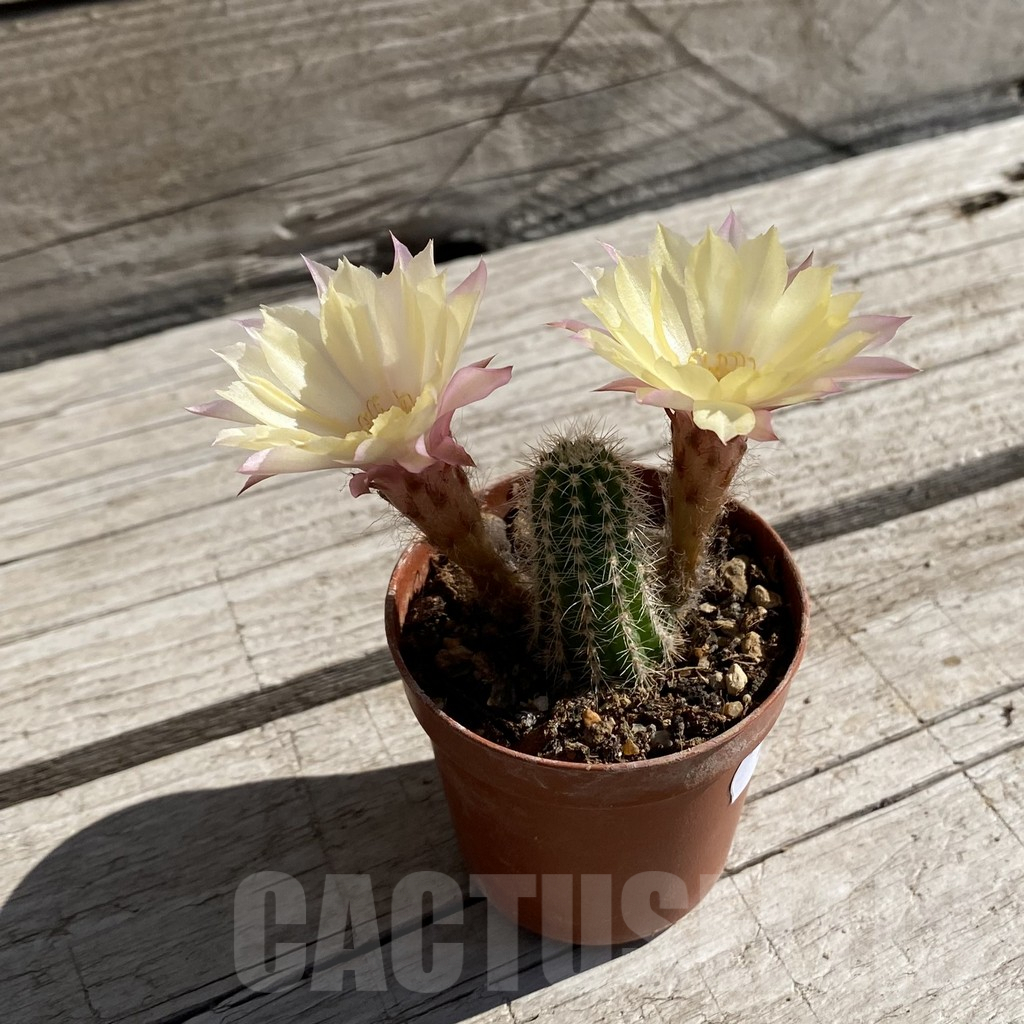 SH7517 Chamaecereus hybrid PAN 17 8 48 - Image 2