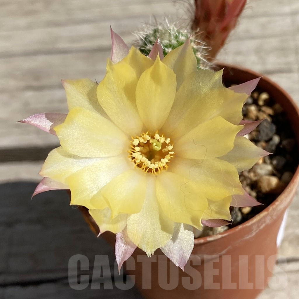 SH7518 Chamaecereus hybrid PAN 17 8 48