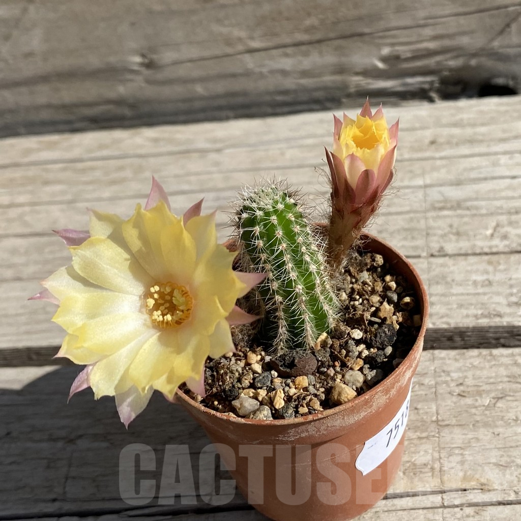 SH7518 Chamaecereus hybrid PAN 17 8 48 - Image 2
