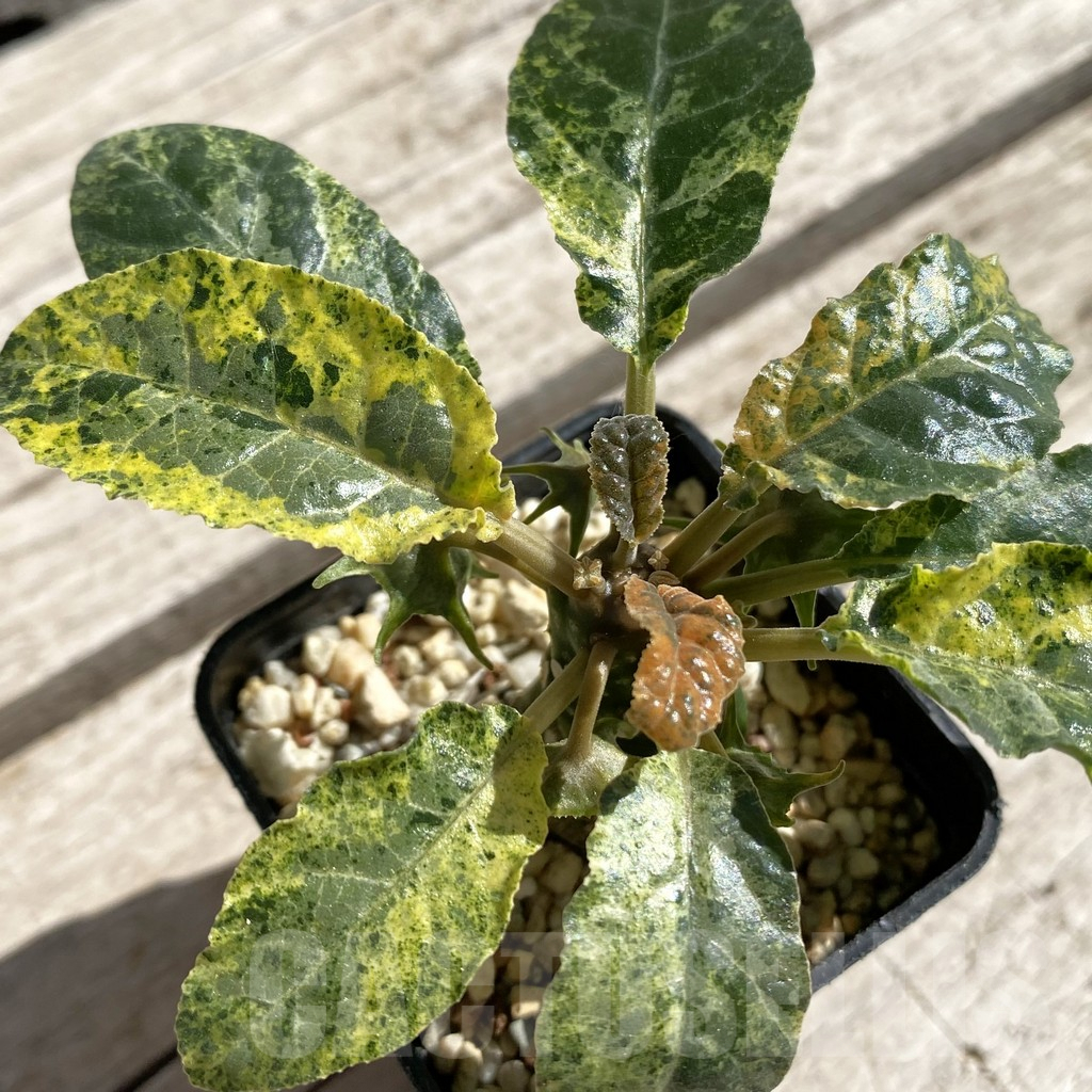 SH7528 Dorstenia foetida f. variegata