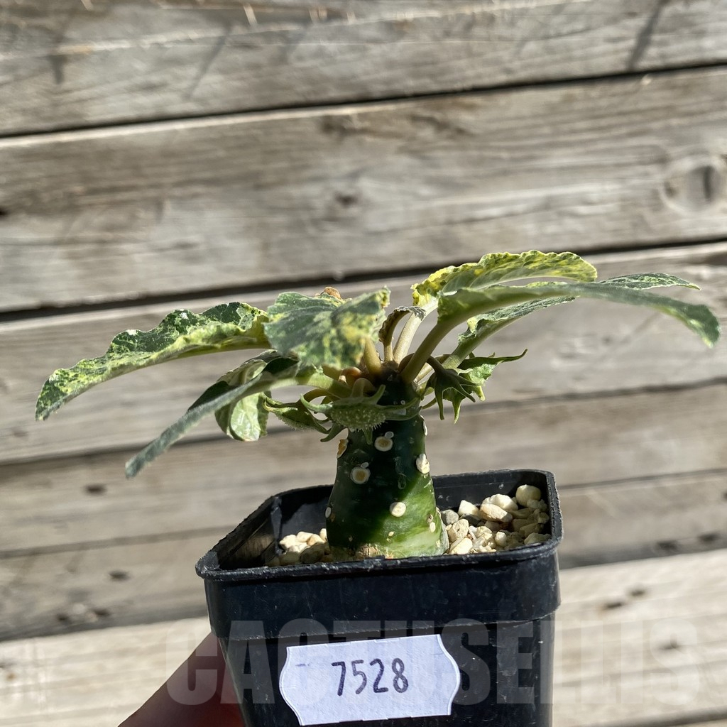 SH7528 Dorstenia foetida f. variegata - Image 2