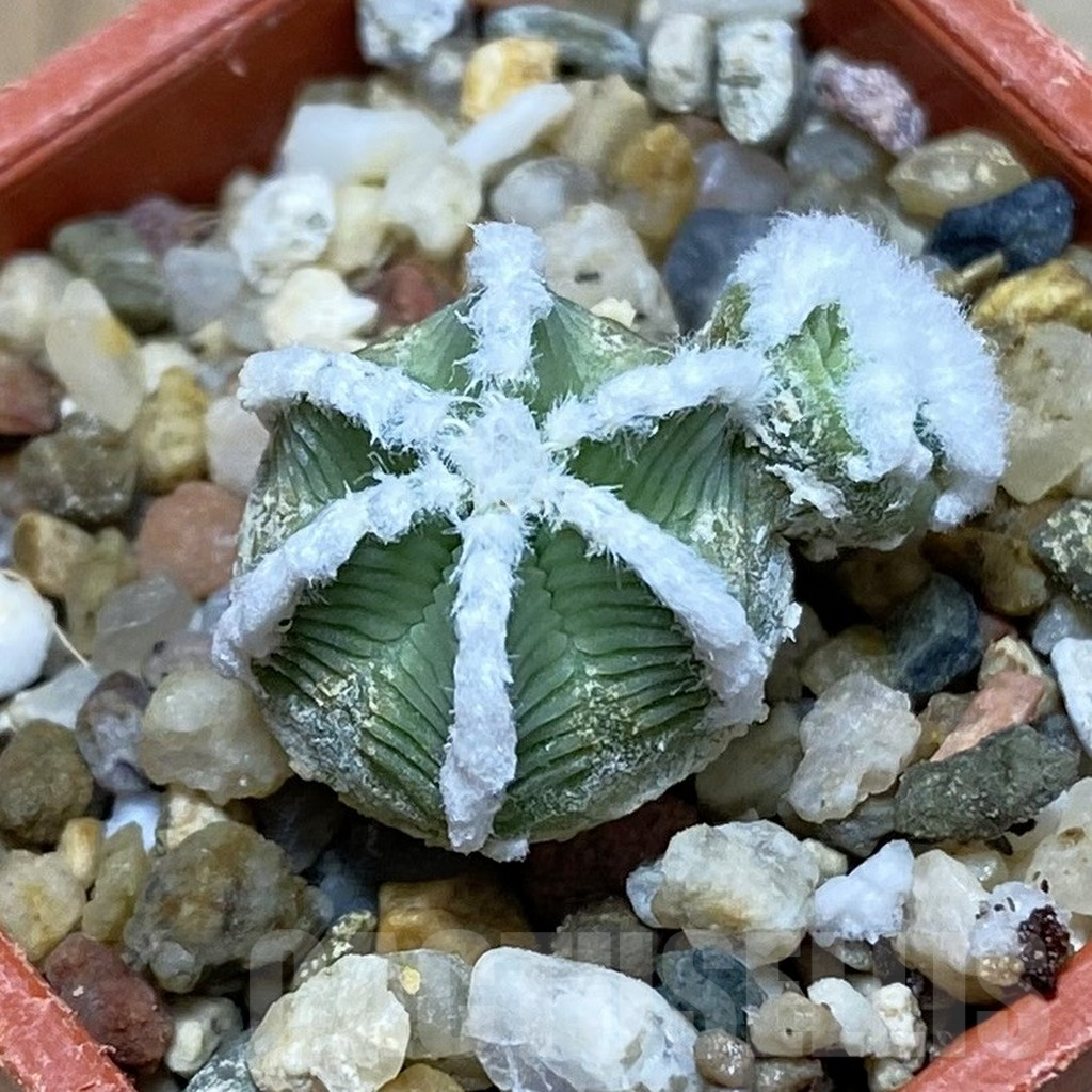 SH7621 Aztekium hintonii