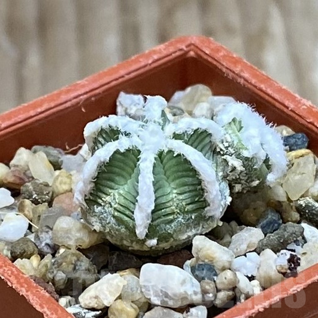 SH7621 Aztekium hintonii - Image 2