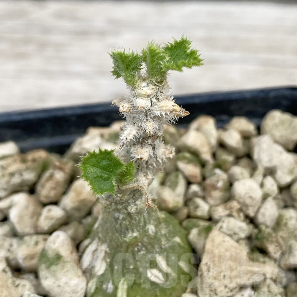 SH7657 Dendrosicyos socotrana