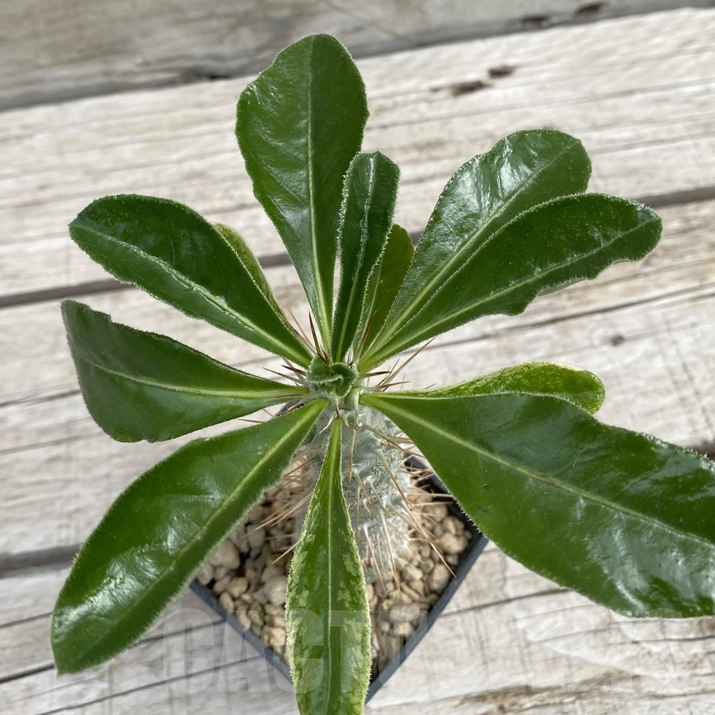 SH7662 Pachypodium saundersii - Image 2