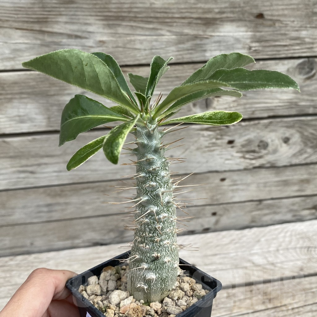 SH7662 Pachypodium saundersii