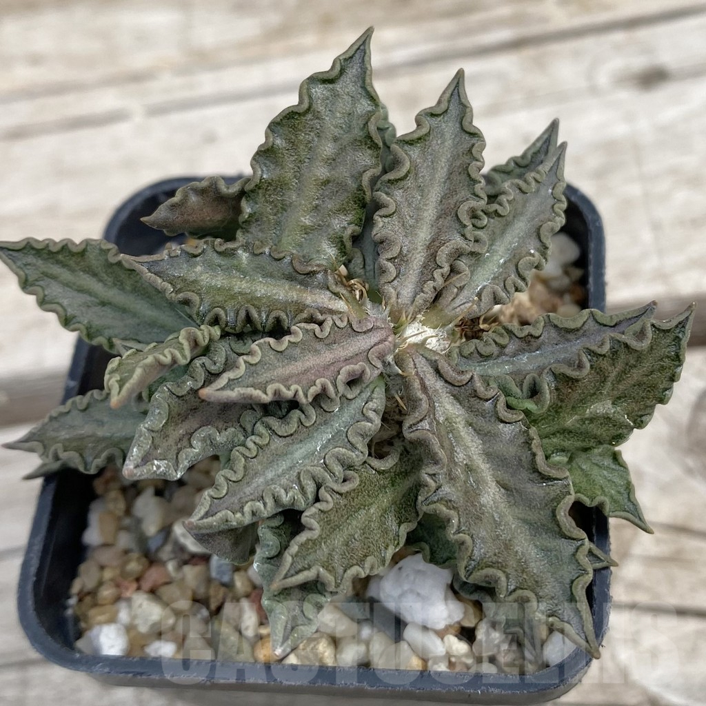 SH7672 Euphorbia tulearensis