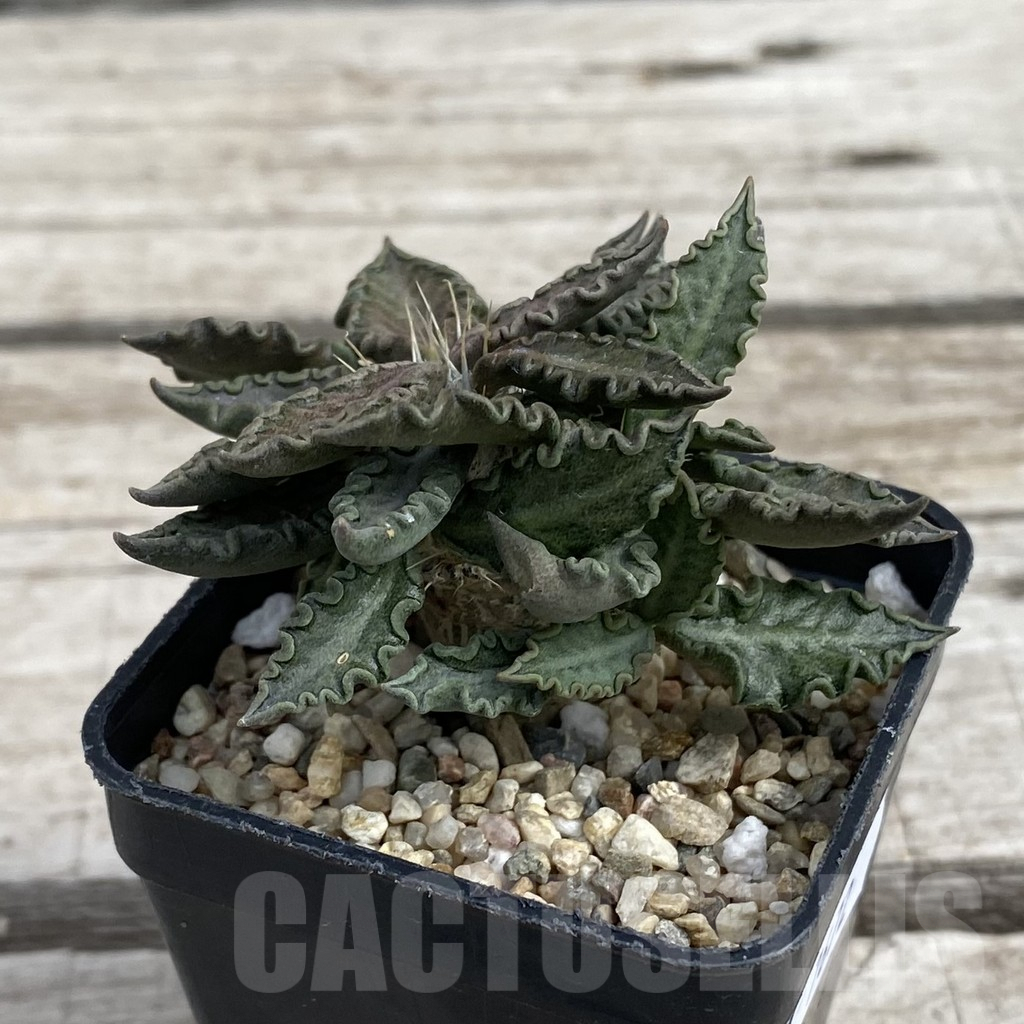 SH7672 Euphorbia tulearensis - Image 2