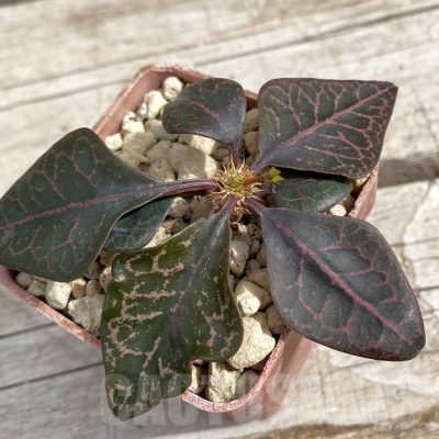 SH7675 Euphorbia francoisii hybrid