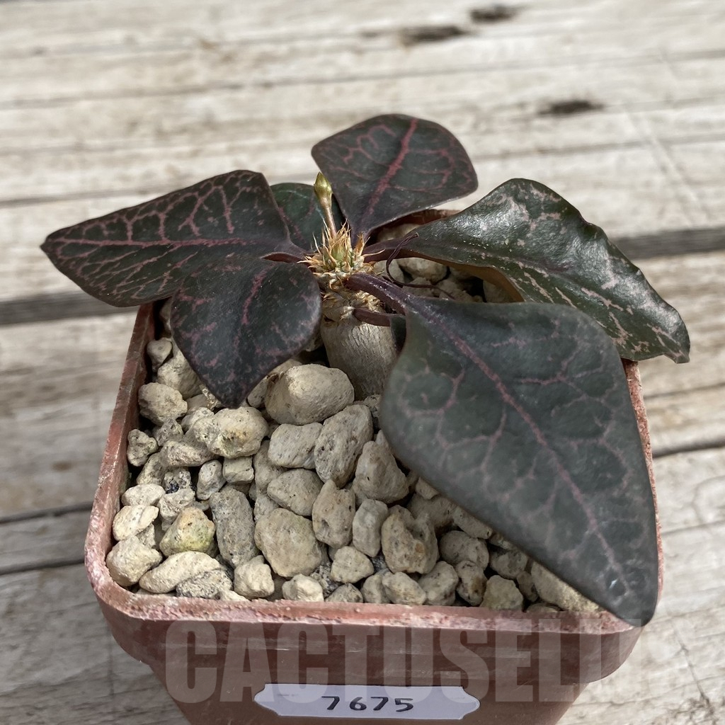 SH7675 Euphorbia francoisii hybrid - Image 2