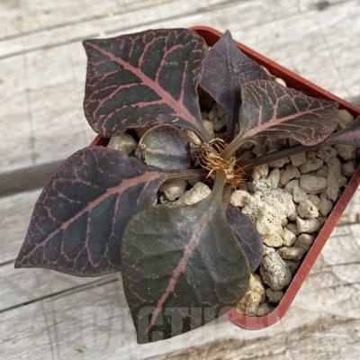 SH7676 Euphorbia francoisii hybrid