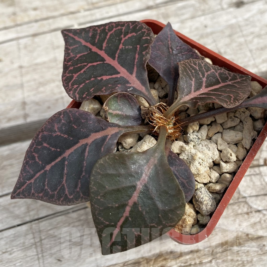 SH7676 Euphorbia francoisii hybrid