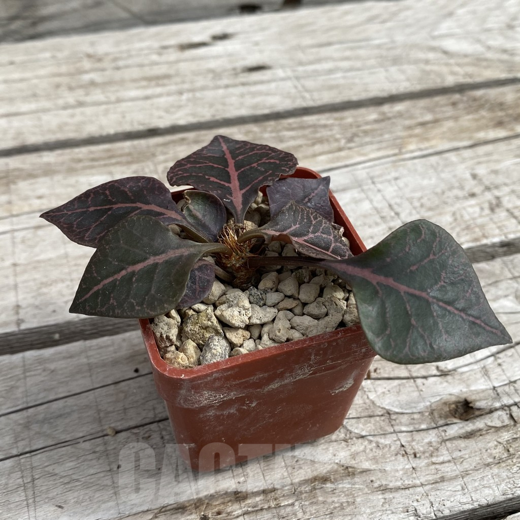 SH7676 Euphorbia francoisii hybrid - Image 2