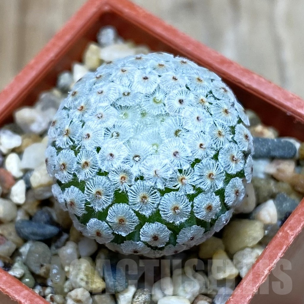 SH7618 Mammillaria breviplumosa GCG12500, own roots