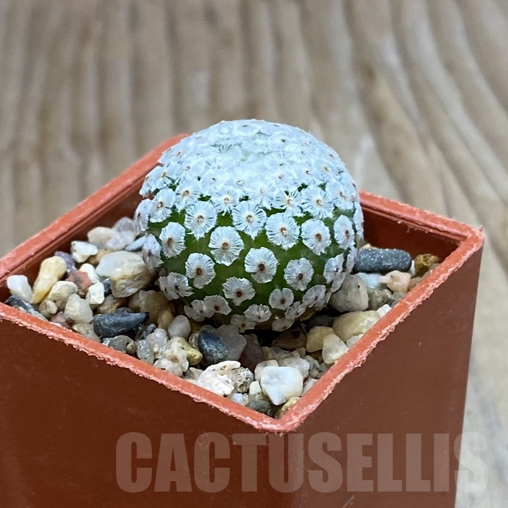 SH7618 Mammillaria breviplumosa GCG12500, own roots - Image 2