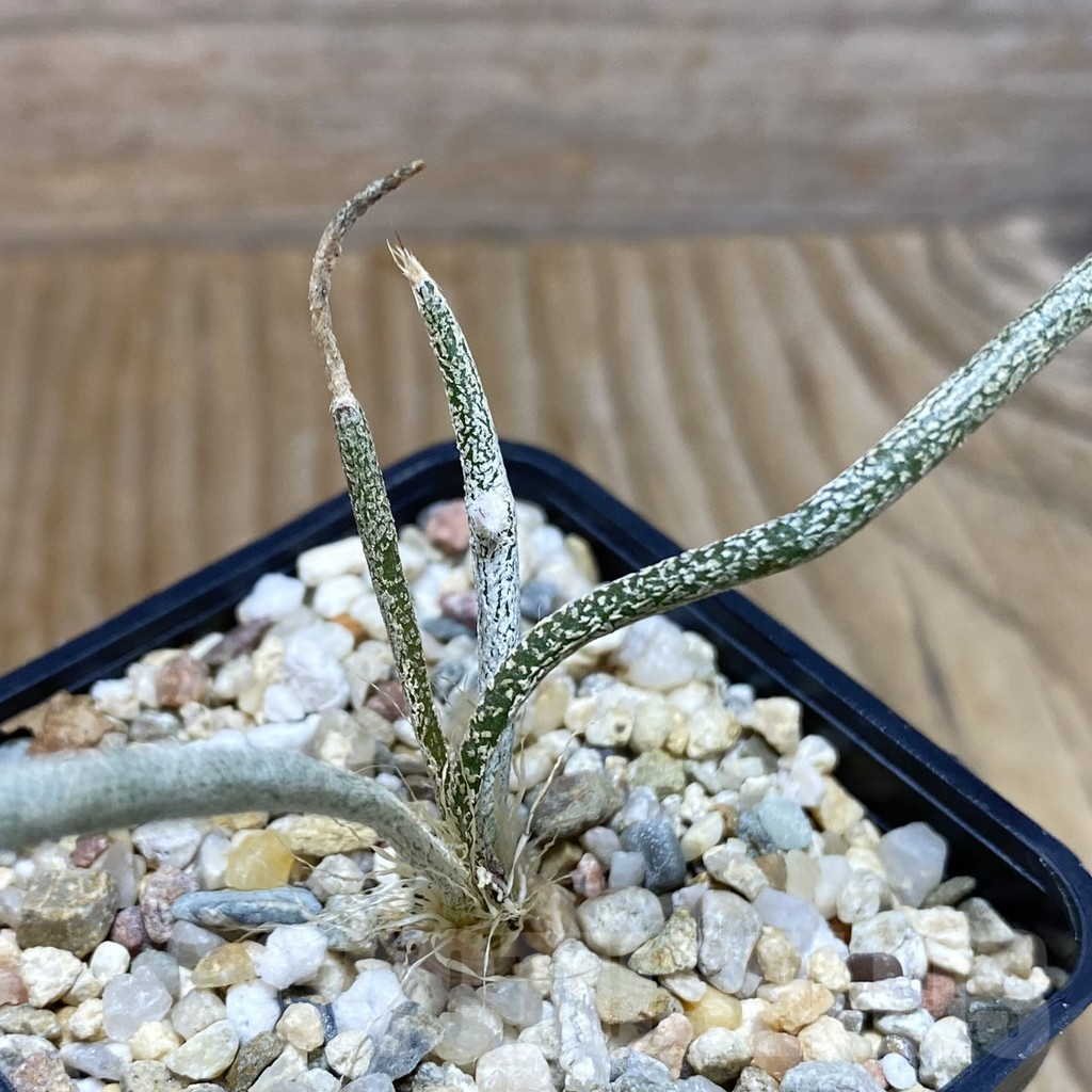 SH7632 Astrophytum caput-medusae, seedling