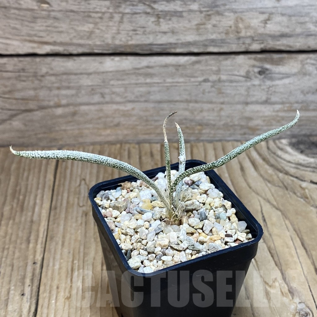SH7632 Astrophytum caput-medusae, seedling - Image 2