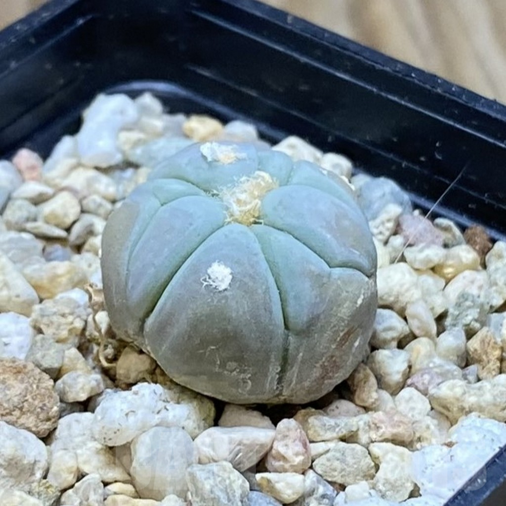 SH7636 Echinocactus horizonthalonius VZD 293 - Image 2