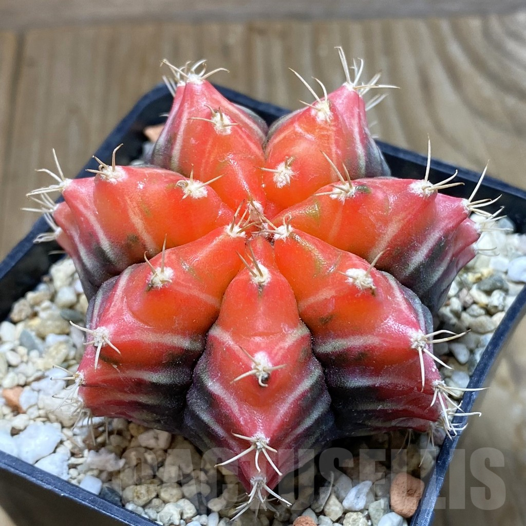 SH7638 Gymnocalycium mihanovichii f. variegata, seedling