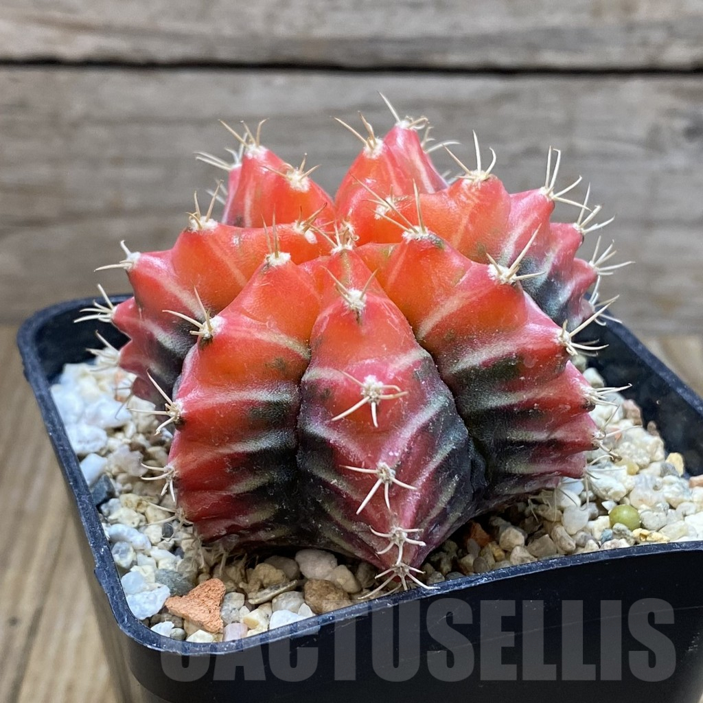 SH7638 Gymnocalycium mihanovichii f. variegata, seedling - Image 2