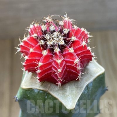 SH7639 Gymnocalycium friedrichii LB f. variegata, grafted