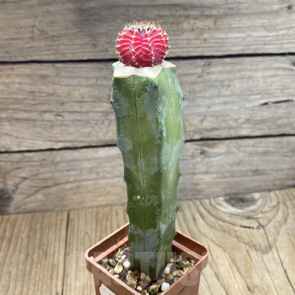 SH7639 Gymnocalycium friedrichii LB f. variegata, grafted - Image 2