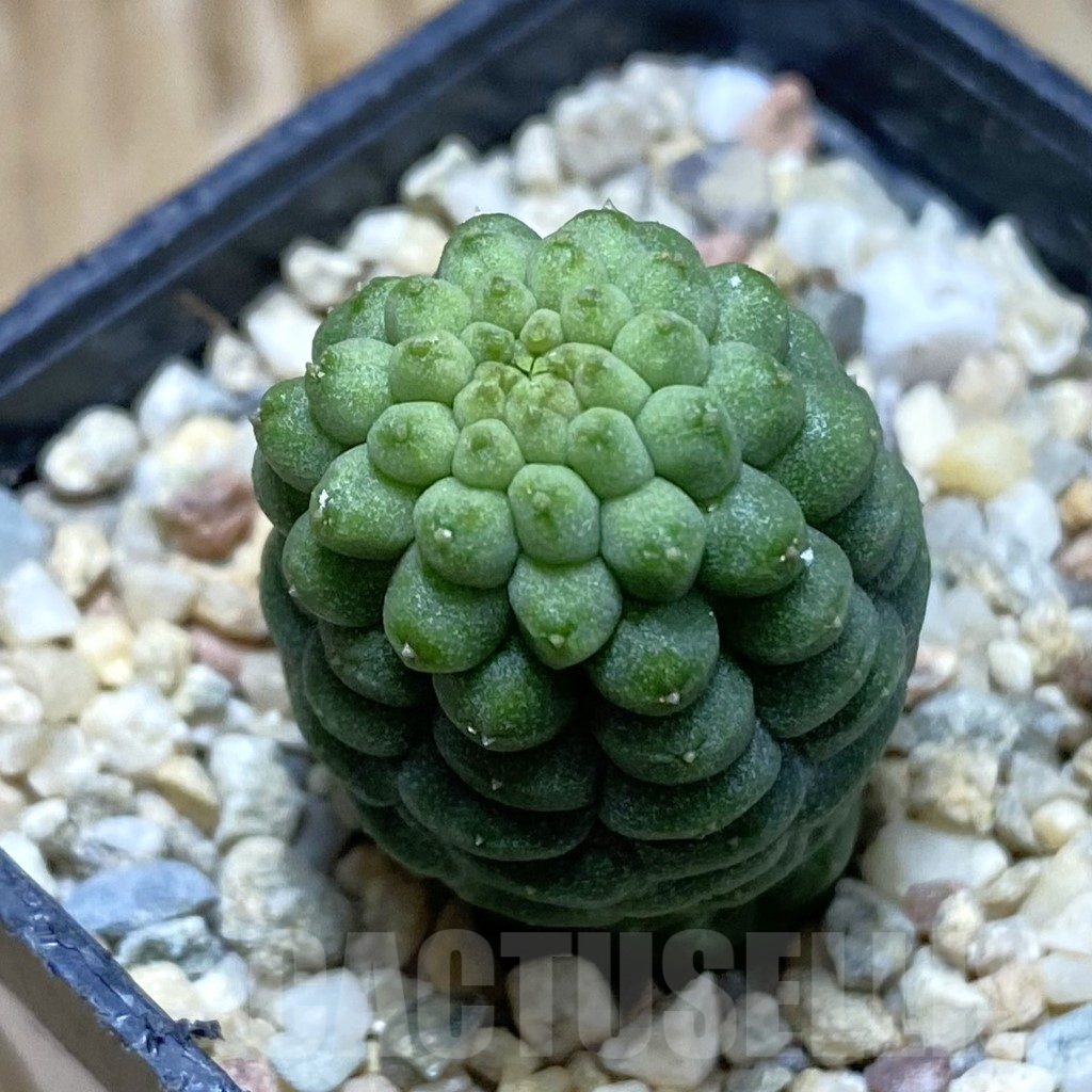SH7641 Trichocaulon cactiformis