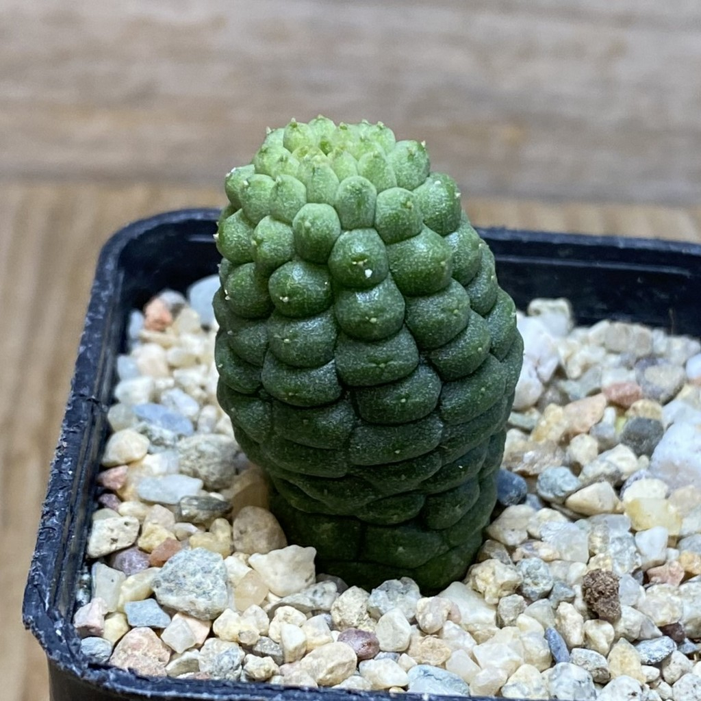 SH7641 Trichocaulon cactiformis - Image 2