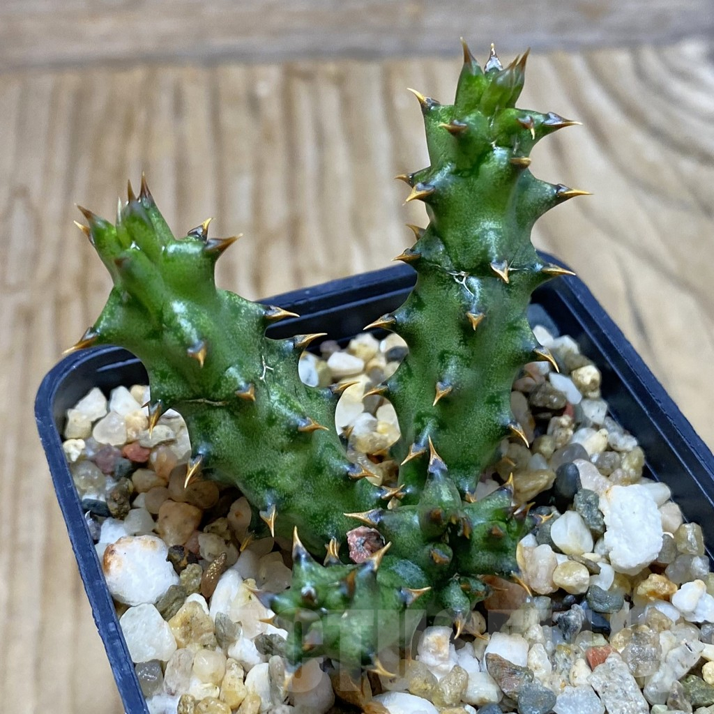 SH7642 Edithcolea grandis