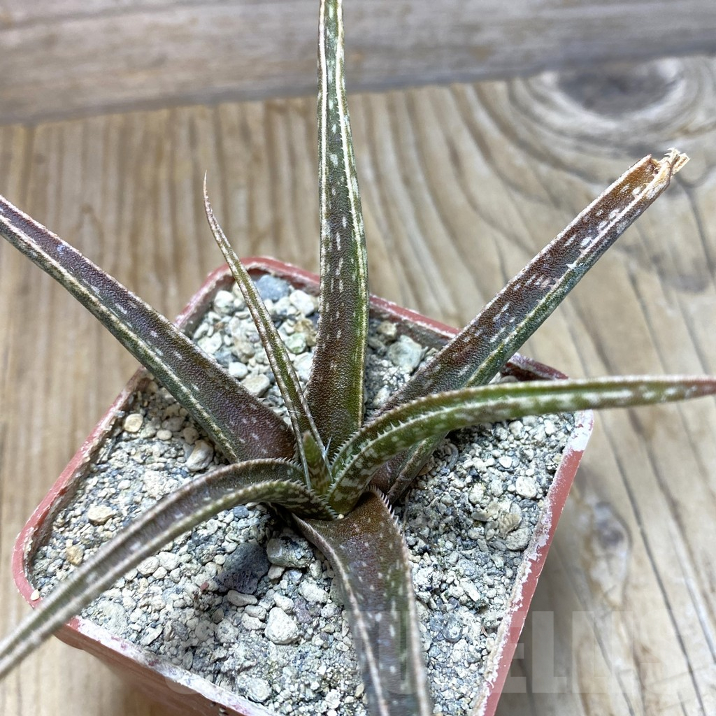 SH7644 Aloe bellatula