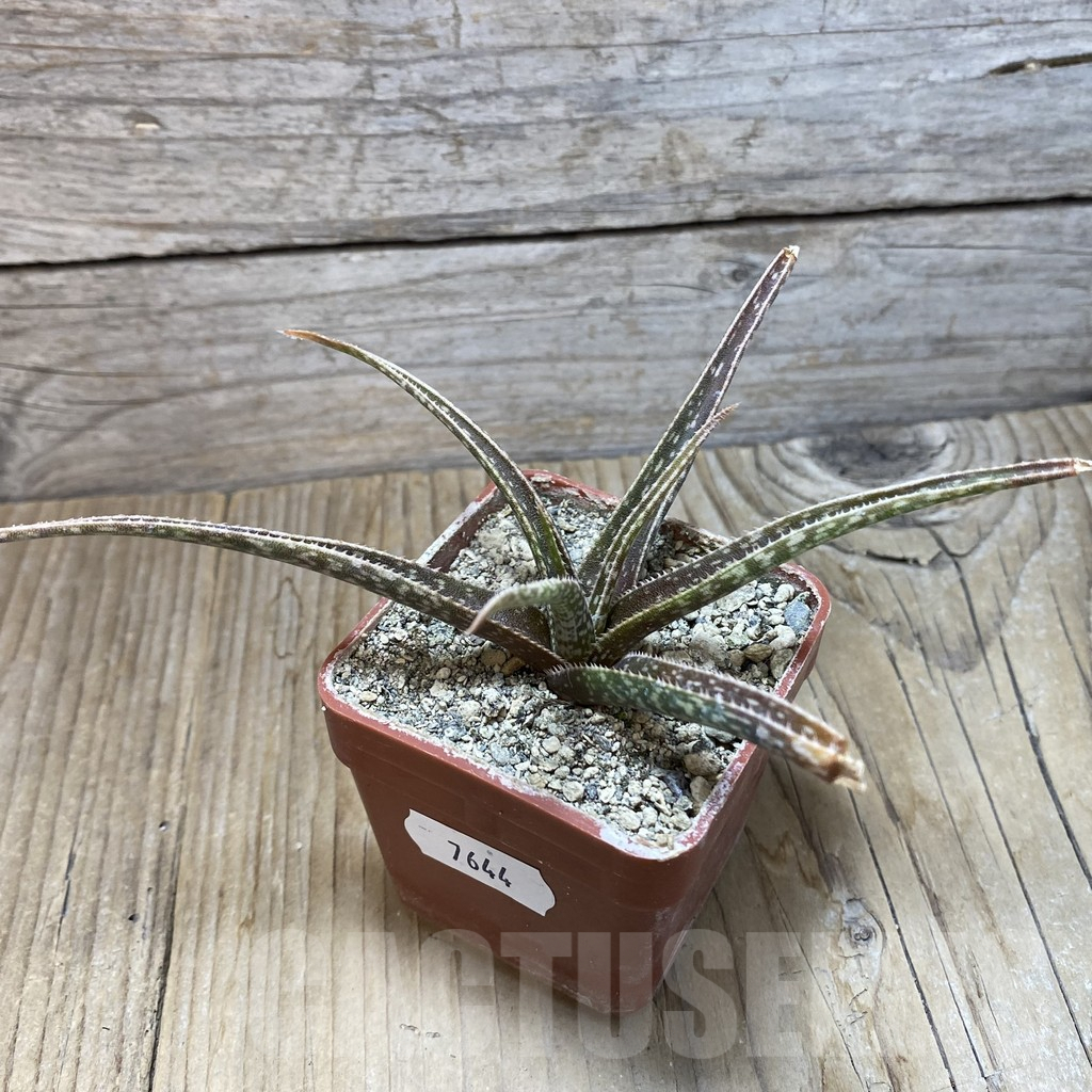 SH7644 Aloe bellatula - Image 2