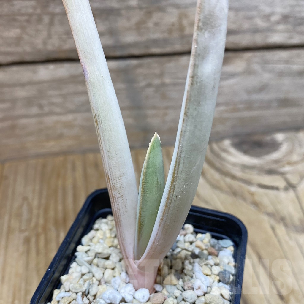 SH7646 Aloe plicatilis