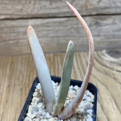 SH7647 Aloe plicatilis