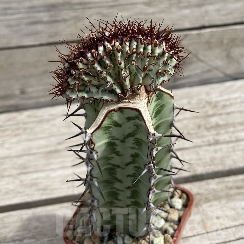 SH7648 Euphorbia confinalis f. cristata, grafted - Image 2