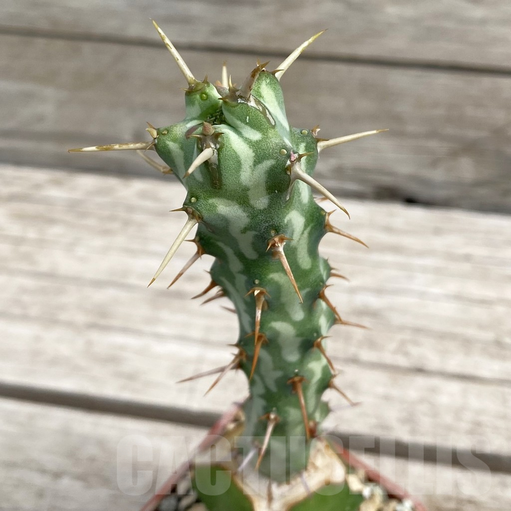 SH7649 Euphorbia erigavensis, grafted