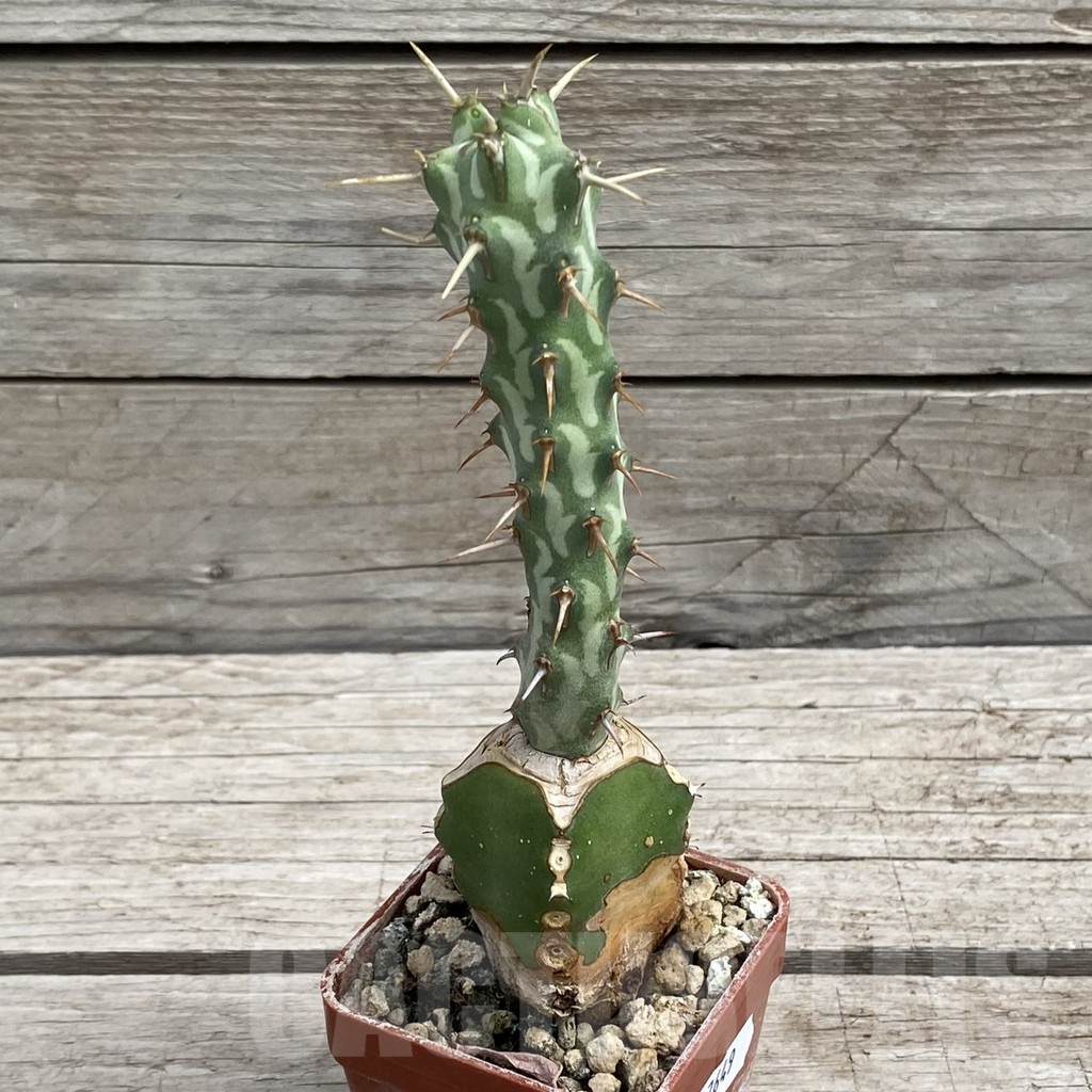 SH7649 Euphorbia erigavensis, grafted - Image 2
