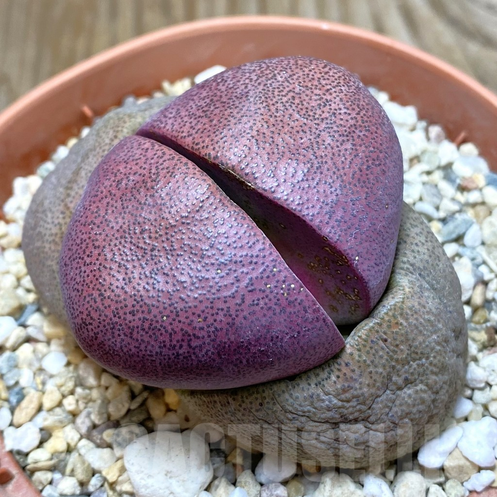 SH7782 Pleiospilos nelii 'Royal Flush'