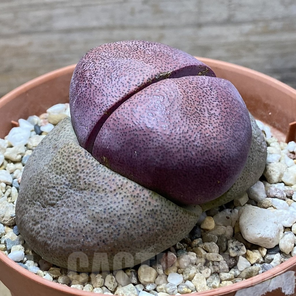 SH7782 Pleiospilos nelii 'Royal Flush' - Image 2
