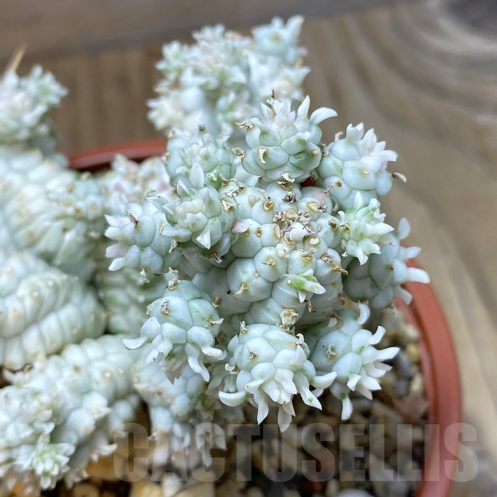 SH7783 Euphorbia mammillaris f. variegata
