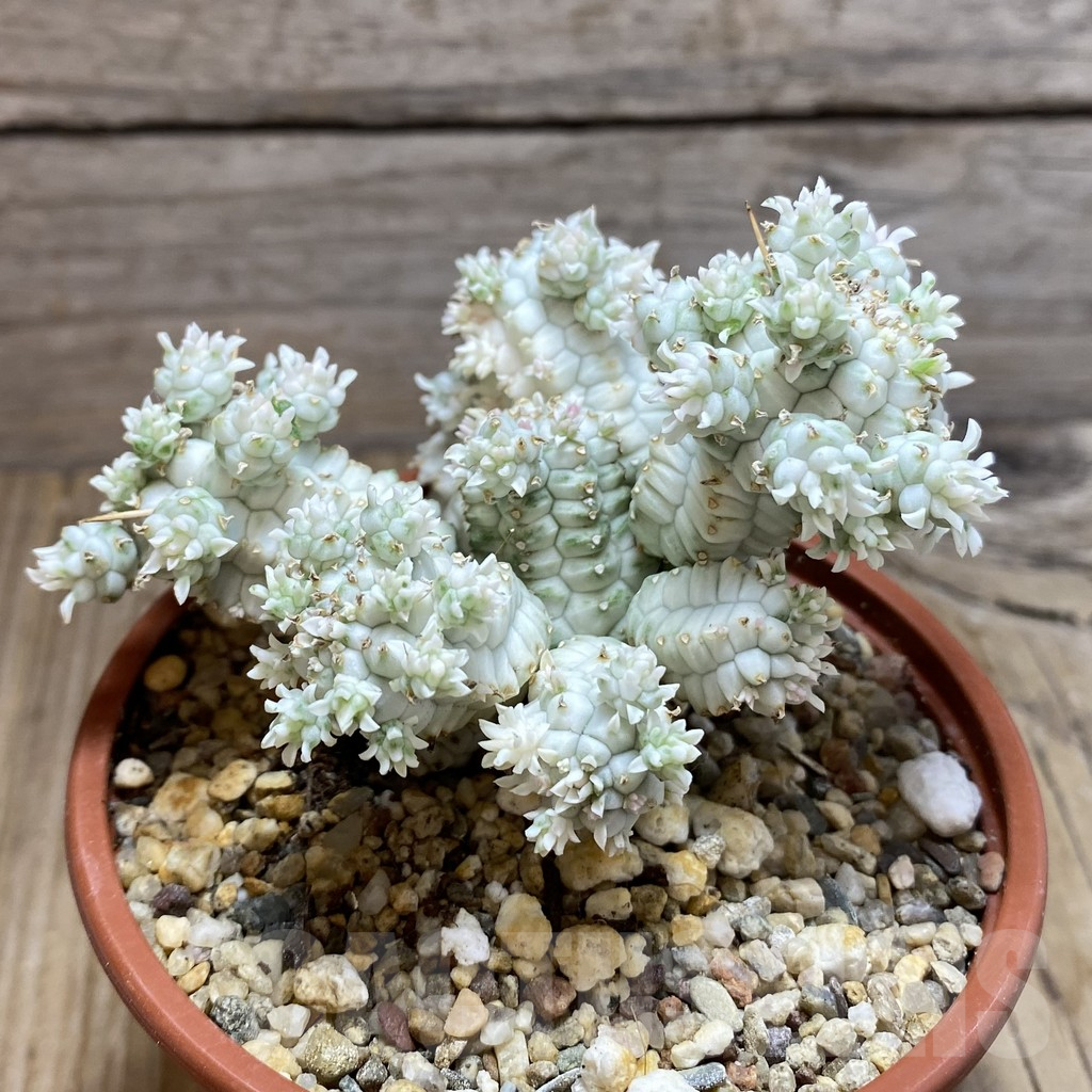 SH7783 Euphorbia mammillaris f. variegata - Image 2