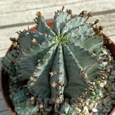 SH7785 Euphorbia horrida